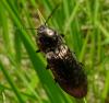 Selatosomus sp.